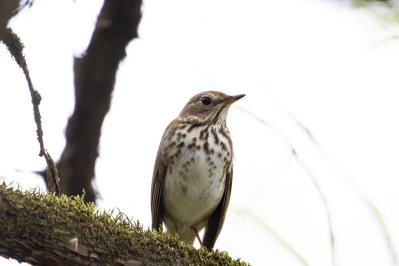 A Secretive Thrush